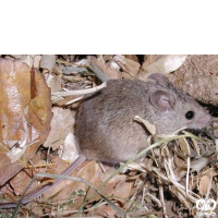 گونه موش مقدونیه  Macedonian Mouse